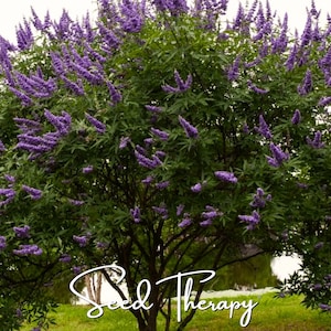 May include: A large vitex agnus-castus shrub featuring numerous upright spikes of small purple flowers and dark green palmate leaves. The text "Seed Therapy" is written in a white cursive font across the lower portion of the plant.