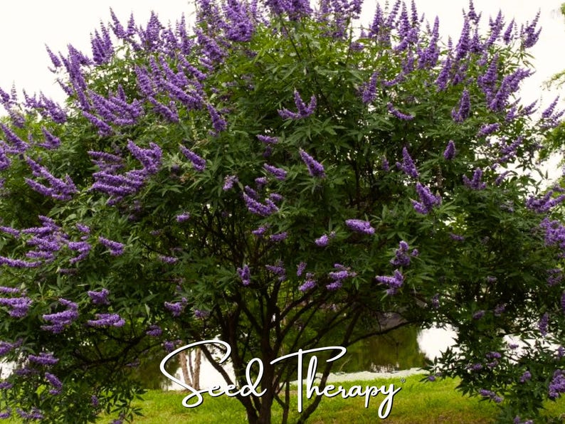 May include: A large vitex agnus-castus shrub featuring numerous upright spikes of small purple flowers and dark green palmate leaves. The text "Seed Therapy" is written in a white cursive font across the lower portion of the plant.