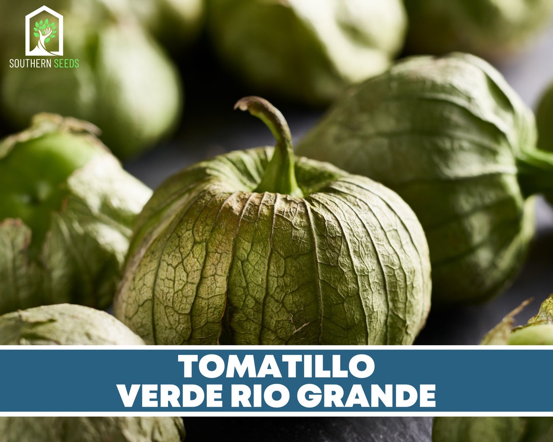 Tomatillo Verde Rio Grande Heirloom Seeds Nongmo Etsy