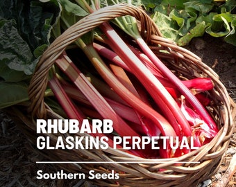 Rhubarb, Glaskins Perpetual - 50 Seeds - Heirloom Vegetable - Prolific Harvest - Open Pollinated - Non-GMO (Rheum rhabarbarum)