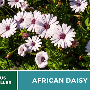 Daisy, African White Cape Marigold 25 Seeds Heirloom Flower White Blooms Dimorphotheca pluvialis image 6