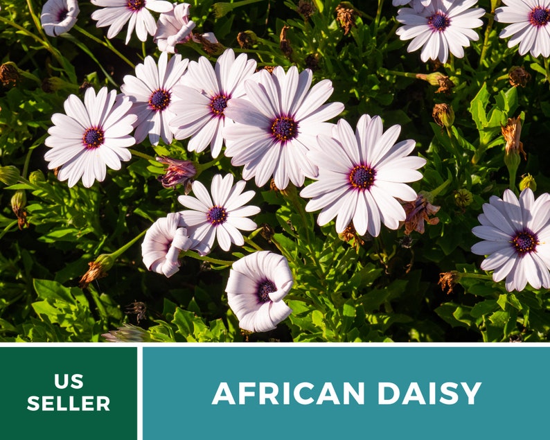 Daisy, African White Cape Marigold 25 Seeds Heirloom Flower White Blooms Dimorphotheca pluvialis image 6