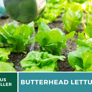 May include: A silver metal ladle pours water onto vibrant green butterhead lettuce plants growing in dark soil. The image includes a teal banner with the white text US SELLER and BUTTERHEAD LETTUCE, highlighting the fresh garden produce.