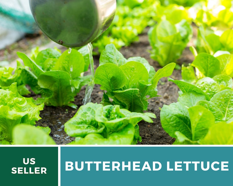 May include: A silver metal ladle pours water onto vibrant green butterhead lettuce plants growing in dark soil. The image includes a teal banner with the white text US SELLER and BUTTERHEAD LETTUCE, highlighting the fresh garden produce.