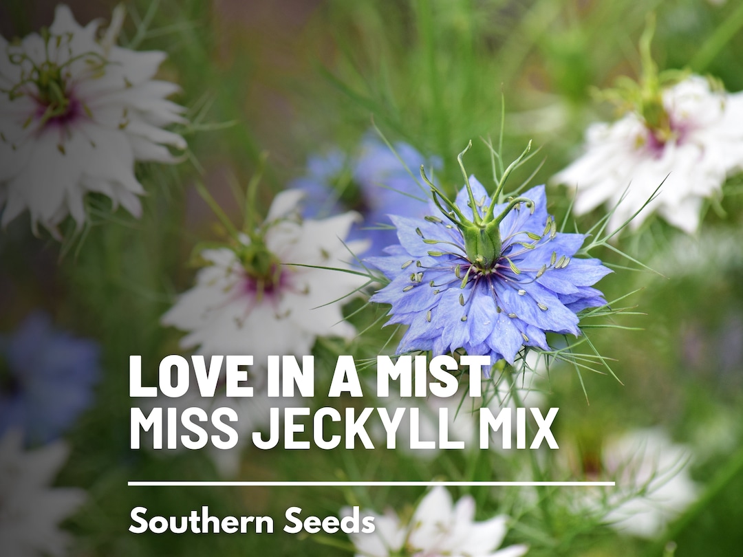 Love in a Mist, Jewels Mix miss Jekyll Flower 200 Seeds Heirloom Flower Culinary & Medicinal