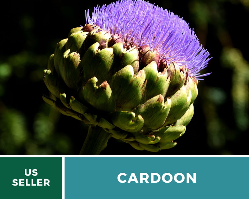 Cardoon Artichoke Thistle 10 Seeds Rare Herb Culinary Etsy