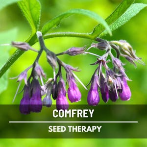 Comfrey Seeds (True) – Heirloom, Hardy Perennial Medicinal Herb, Non-GMO, Easy to Grow | 20 Seeds