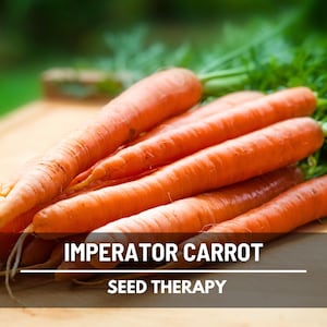 Imperator 58 Carrot Seeds – Heirloom, Open Pollinated Carrot with Sweet Flavor & Crisp Texture, Non-GMO | 250 Seeds
