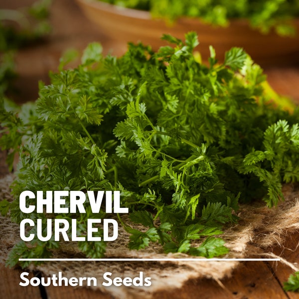 Chervil, Curled (French Parsley) - 200 Seeds - Heirloom Culinary & Medicinal Herb - GMO Free (Anthiscus cerefolium)