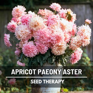 A rustic galvanized bucket overflowing with Aster Paeony Duchess Apricot flowers in full bloom, showcasing soft blush pink and apricot petals in a lush garden setting.