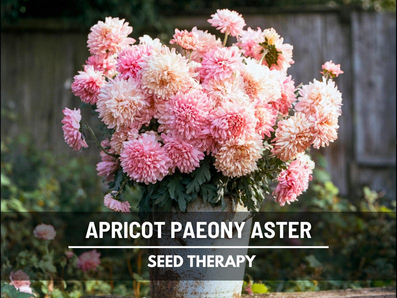 A rustic galvanized bucket overflowing with Aster Paeony Duchess Apricot flowers in full bloom, showcasing soft blush pink and apricot petals in a lush garden setting.