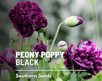 Peony Poppy, Black - 100 Seeds - Heirloom Flower - Striking Black Blooms - Ruffled Double Petals (Papaver paeoniflorum)