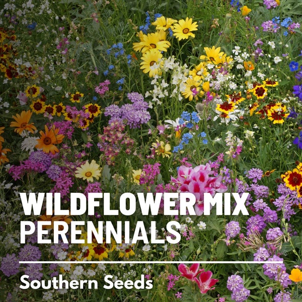 Wildflower Mix, Perennial - 1,000 seeds - Assortment of Perennial Wildflowers - Returns year after year - Adds long-lasting color and beauty