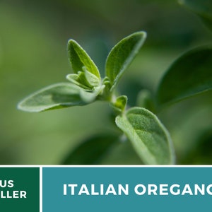 K&ouml;nnte beinhalten: Nahaufnahme einer gr&uuml;nen italienischen Oreganopflanze mit Bl&auml;ttern. US-Verk&auml;ufer. ITALIENISCHER OREGANO.