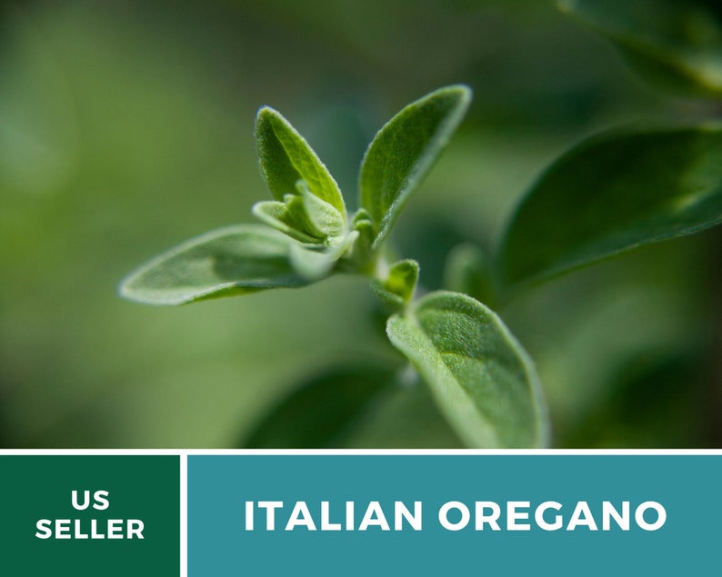 K&ouml;nnte beinhalten: Nahaufnahme einer gr&uuml;nen italienischen Oreganopflanze mit Bl&auml;ttern. US-Verk&auml;ufer. ITALIENISCHER OREGANO.