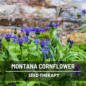 Puede incluir: Imagen de flores de aciano de Montana con llamativas flores azules y follaje verde. El texto "MONTANA CORNFLOWER" y "SEED THERAPY" se muestra en la parte inferior de la imagen, con un muro de piedra como fondo.