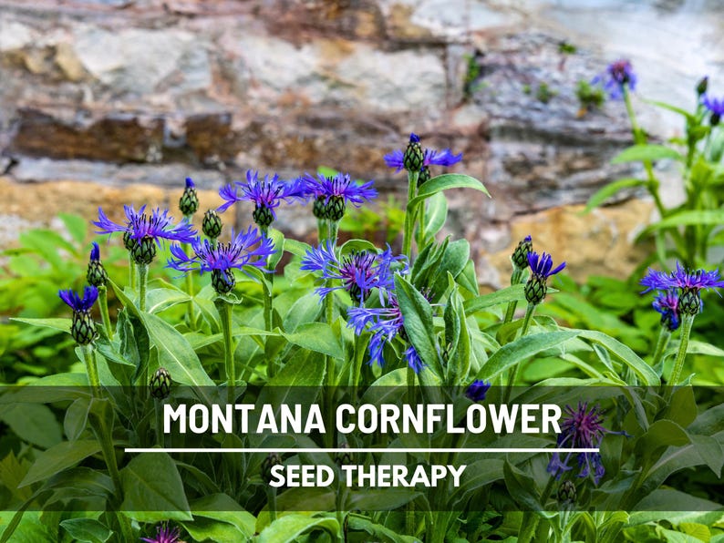 Puede incluir: Imagen de flores de aciano de Montana con llamativas flores azules y follaje verde. El texto "MONTANA CORNFLOWER" y "SEED THERAPY" se muestra en la parte inferior de la imagen, con un muro de piedra como fondo.
