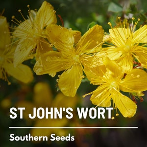 St. John's Wort - 100 Seeds - Heirloom Herb, Yellow Flowers, Medicinal Plant, Herbal Remedy, Non-GMO, Garden Gift (Hypericum perforatum)