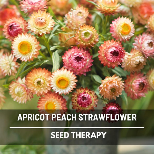 Apricot Peach Strawflower Seeds – Heirloom, Prolific Bloomer for Cut Flowers (25 Seeds)