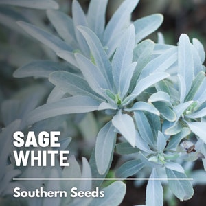 Sage, White (Smudging Sage) - 50 Seeds - Heirloom Herb, Sacred Plant, Medicinal, Spiritual Cleansing, Garden Gift, Non-GMO (Salvia apiana)