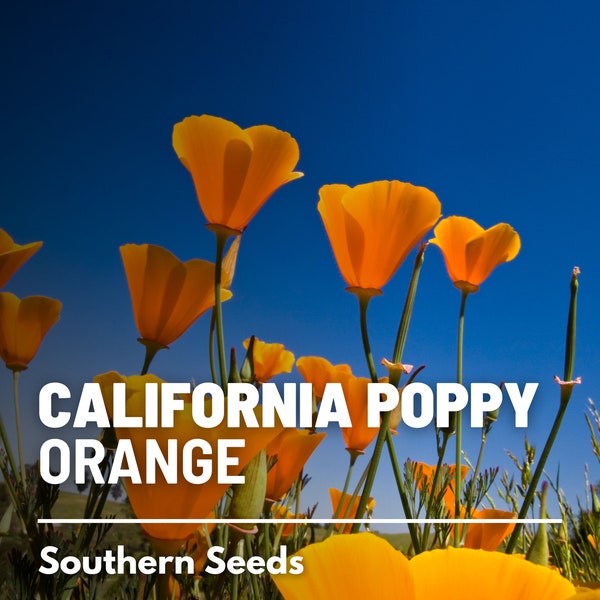 Poppy, California Orange - 200 Seeds - Heirloom Flower - Striking Orange Blooms - Iconic California Wildflower (Eschscholzia californica)