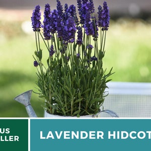 Lavender, Hidcote 50 Seeds Heirloom Flower Culinary & Medicinal Herb Lavandula angustifolia image 7