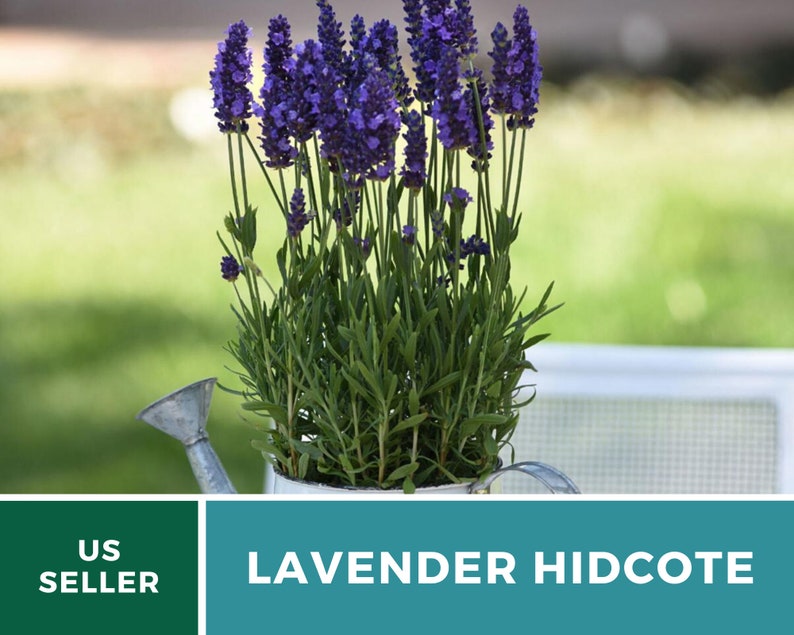 Lavender, Hidcote 50 Seeds Heirloom Flower Culinary & Medicinal Herb Lavandula angustifolia image 7