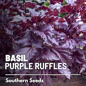 Basil, Purple Ruffles - 250 Seeds - Heirloom Culinary & Medicinal Herb - Non-GMO (Ocimum basilicum)