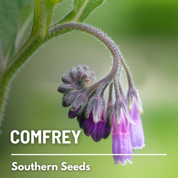 Comfrey, True - 20 Seeds - Heirloom Herb, Medicinal Plant, Hardy Perennial, Non-GMO (Symphytum officinale)