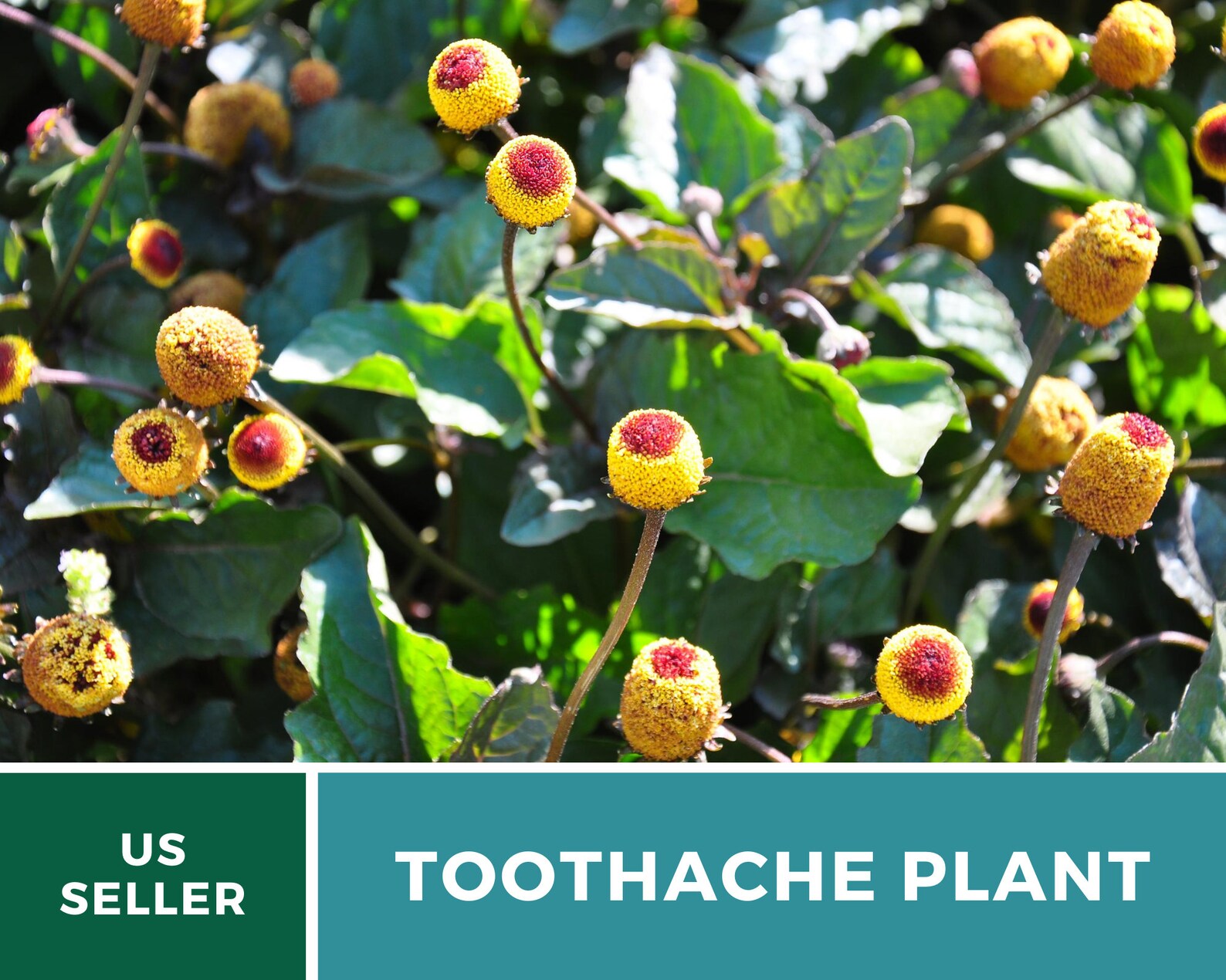 Toothache Plant 50 Seeds Medicinal Herb GMO Free Etsy