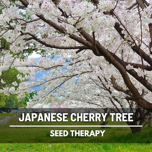 Japanese Flowering Cherry Tree Seeds – Heirloom Yamazakura, Non‑GMO Ornamental Tree with Fragrant Spring Blooms | 10 Seeds image 1