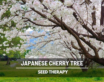Japanese Flowering Cherry Tree Seeds – Heirloom Yamazakura, Non‑GMO Ornamental Tree with Fragrant Spring Blooms | 10 Seeds