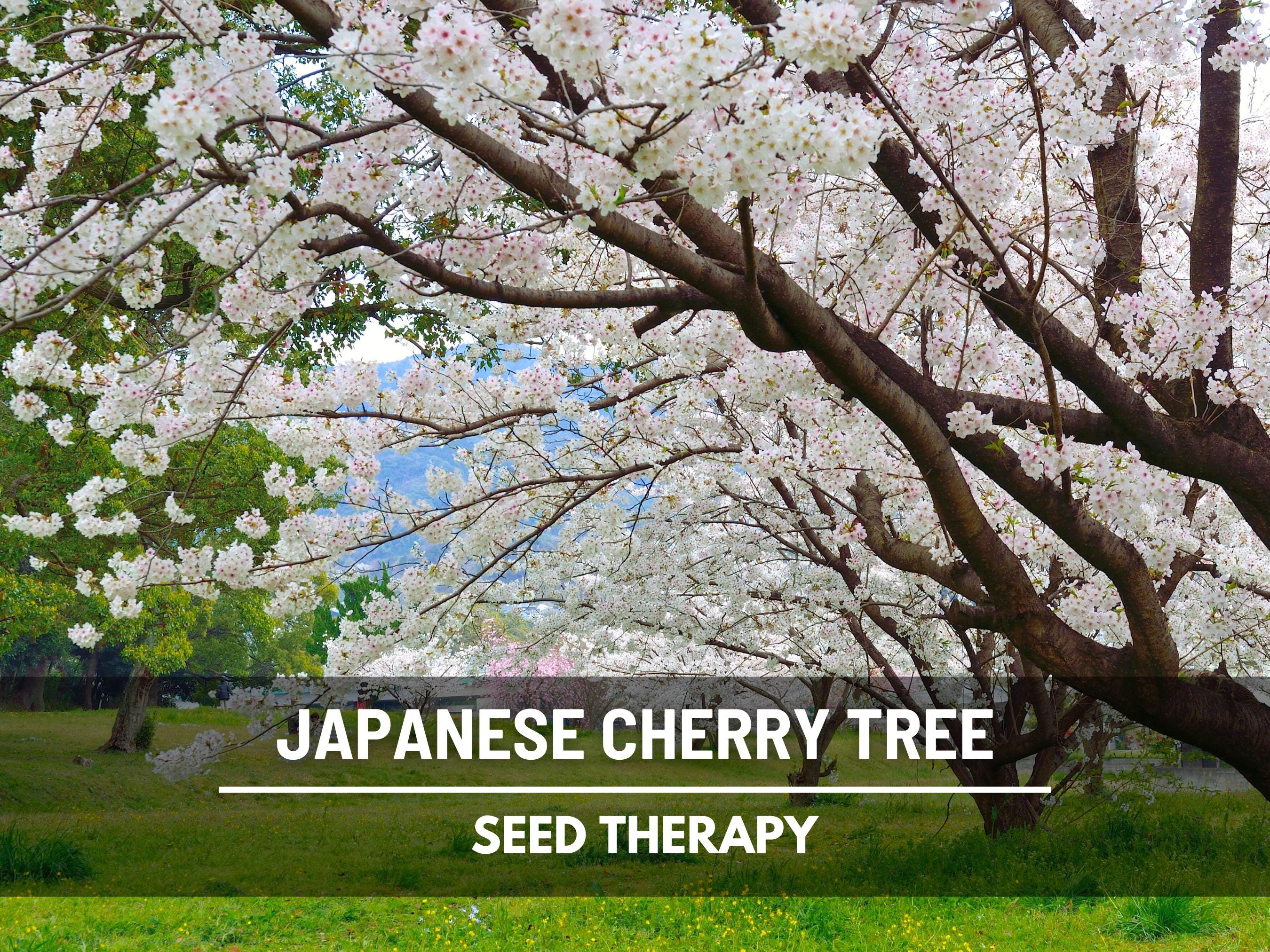 Japanese Flowering Cherry Tree Seeds – Heirloom Yamazakura, Non