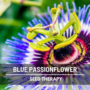 Blue Passionflower Seeds (Passiflora caerulea) – Heirloom, Exotic Climber, Bluecrown (20 Seeds) image 6