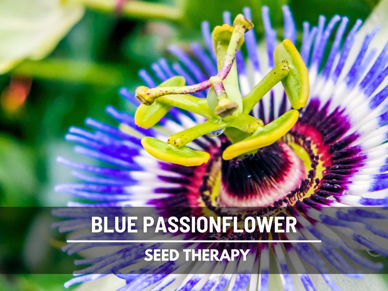 Blue Passionflower Seeds (Passiflora caerulea) – Heirloom, Exotic Climber, Bluecrown (20 Seeds) image 6