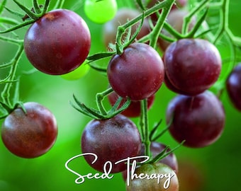 Puede incluir: Un racimo de tomates cherry redondos de color púrpura intenso que cuelgan de vides verdes con tallos pequeños. El texto Seed Therapy está escrito en una fuente cursiva blanca en la parte inferior de la imagen, sobre un fondo verde borroso.