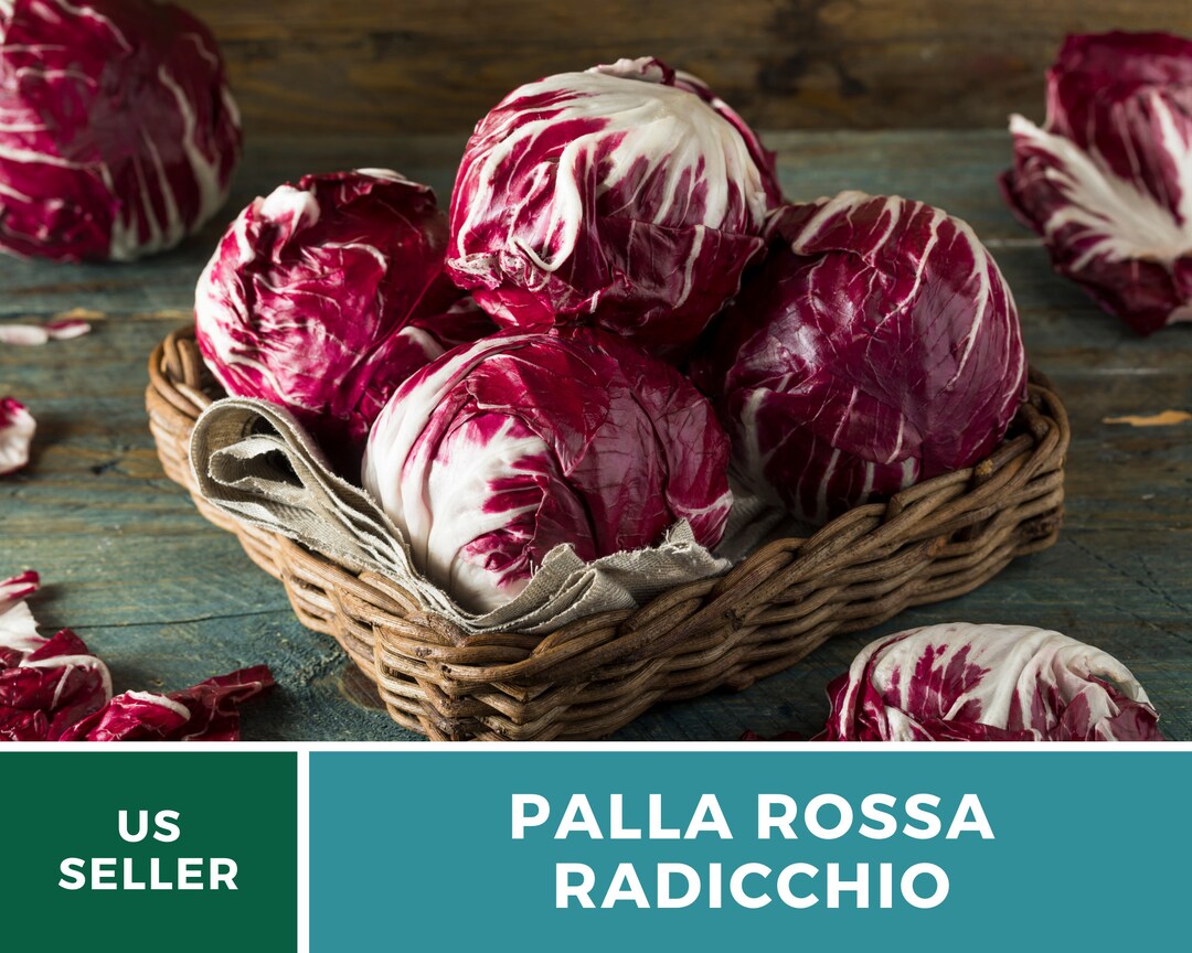 Battle Gemüsesamen – Chicorée Radicchio 'Palla Rossa 5' – 3840 Samen Für Rot-weiße, Knackige Salatköpfe