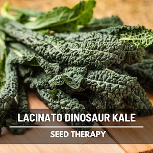 Lacinato Kale Seeds (Dinosaur Kale) – Heirloom Vegetable, Open Pollinated, Non-GMO, Classic Italian Green | 250 Seeds