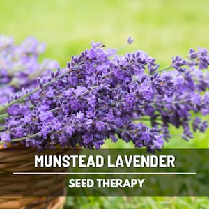 Op de afbeelding: Close-up van Munstead-lavendel, een lavendelvari&euml;teit met levendige paarse bloemen. De afbeelding toont een bundel lavendelstelen in een gevlochten mand, met de tekst "Seed Therapy". De achtergrond is een vage groene kleur.