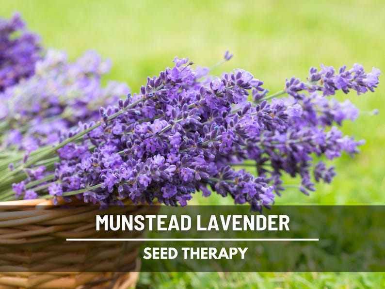 Op de afbeelding: Close-up van Munstead-lavendel, een lavendelvari&euml;teit met levendige paarse bloemen. De afbeelding toont een bundel lavendelstelen in een gevlochten mand, met de tekst "Seed Therapy". De achtergrond is een vage groene kleur.