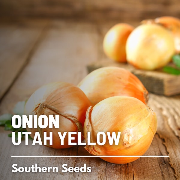 Onion, Utah Yellow - 200 Seeds - Heirloom Vegetable - Open Pollinated - Non-GMO (Allium cepa)