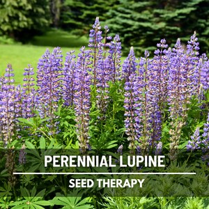 Perennial Lupine Seeds – Heirloom, US Native Wildflower, Hardy Perennial and Pollinator Garden Favorite | 50 Seeds