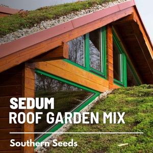 Sedum, Roof Mix - 500 Seeds - Heirloom Ground Cover, Green Roof, Insulation, Landscaping, Succulent, Natural Habitat (Sedum spp.)