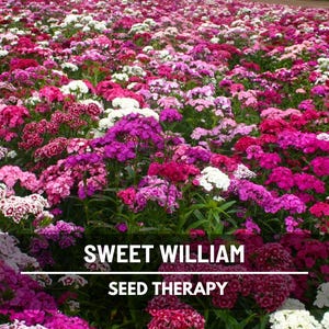 Sweet William Seeds – Heirloom, Fragrant Flowers, Vibrant Colors, Pollinator Friendly, Garden Favorite | 250 Seeds