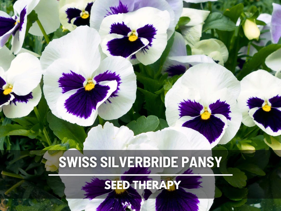 Swiss Giant Silverbride Pansy Seeds – Heirloom, Giant Blue & White