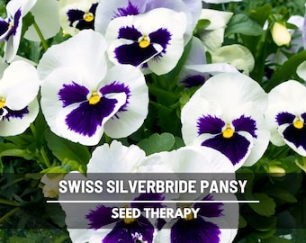 Semillas de pensamiento Silverbride gigante suizo: reliquia, flores gigantes azules y blancas, Viola wittrockiana, clima frío / 50 semillas
