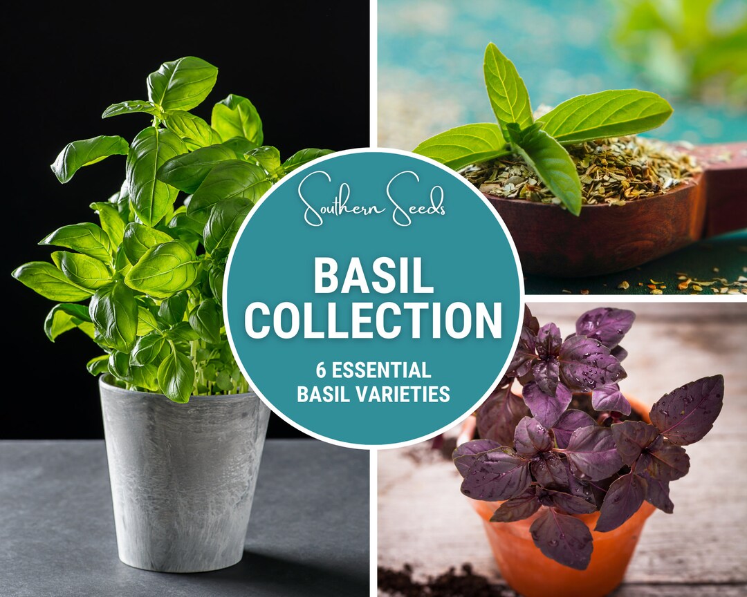 Basil Seed Collection 6 Varieties Heirloom Herb Seeds Etsy