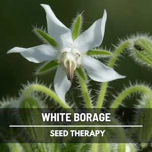 Borage White Seeds – Heirloom Medicinal and Culinary Herb, Non-GMO, Edible White Blooms for Wellness, Herbal and Tea Gardens | 50 Seeds
