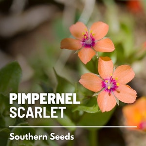 Pimpernel, Scarlet 100 Seeds Heirloom Flower Vibrant Scarlet Red Blooms that Spread Anagallis arvensis image 1