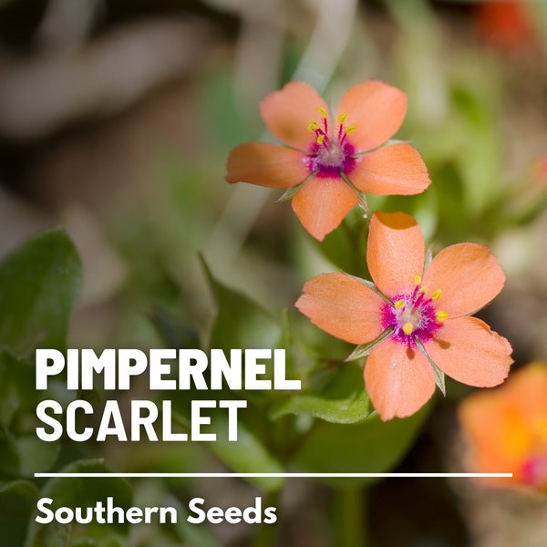 Pimpernel, Scarlet - 100 Seeds - Heirloom Flower - Vibrant Scarlet Red Blooms that Spread (Anagallis arvensis)